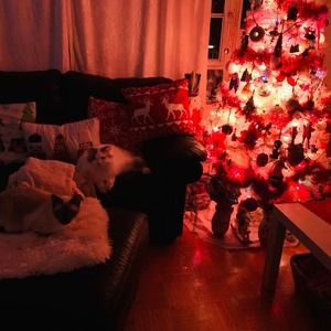 Meet your Posher, Frances